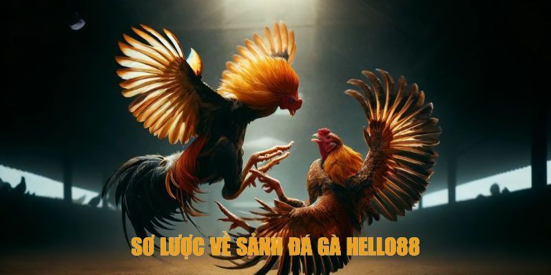 Hiểu rõ hơn về sân chơi đá gà Hello88 đẳng cấp